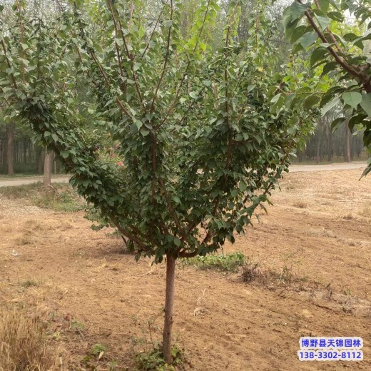 梅花-红梅生产地-河北安国8公分红梅货到付款
