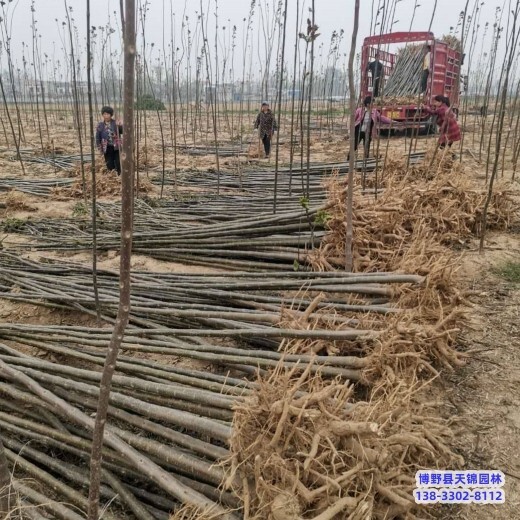 保定市定州天錦園林梓樹退林銷售-楸樹-楸樹栽植技術(shù)
