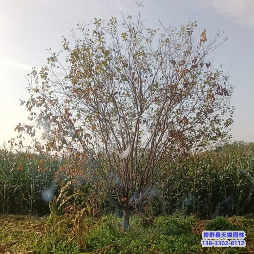 新疆3公分黃櫨自產(chǎn)自銷(xiāo)-紅葉黃櫨-黃櫨種植大戶(hù)
