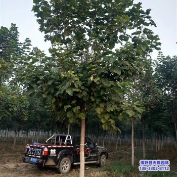 楸树-河北博野县假植苗梓树多少钱合适-梓树培育苗圃