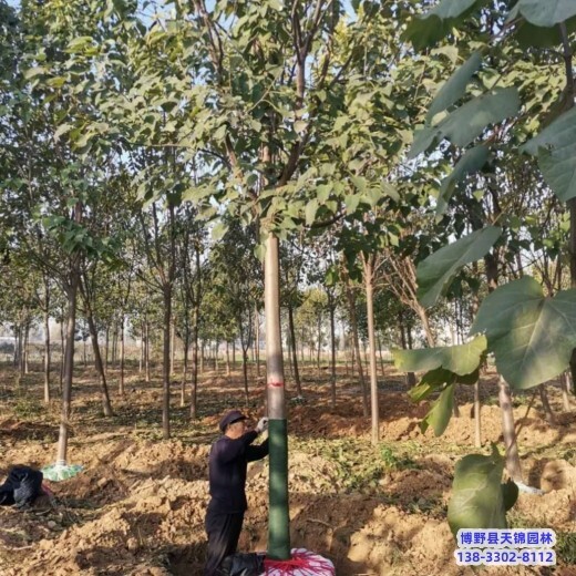 雄安地区假植苗梓树来电咨询-金丝楸-楸树栽植技术