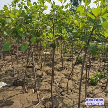 河北安國8公分黃櫨價格行情-紅葉黃櫨-黃櫨種植大戶