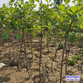 河北地区大田苗黄栌本地价格-彩叶树-丛生黄栌苗圃