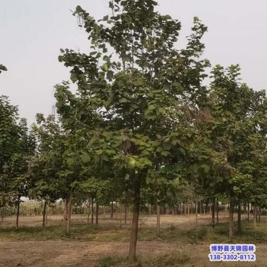 楸樹-雄安地區(qū)12公分梓樹價(jià)格多少-楸樹栽植技術(shù)