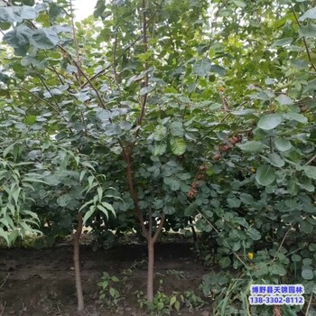 河北安國8公分黃櫨價格行情-紅葉黃櫨-黃櫨種植大戶
