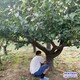 保定地區(qū)5公分紅梅圖
