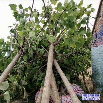 楸树-河北博野县假植苗梓树多少钱合适-梓树培育苗圃