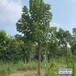 楸树-河北地区16公分梓树价格多少-梓树培育苗圃