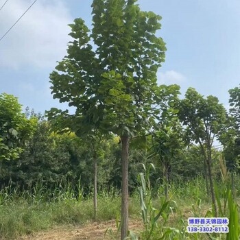 金絲楸-保定市大規(guī)格梓樹多少錢合適-楸樹栽植技術(shù)
