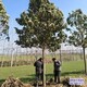 楸樹圖