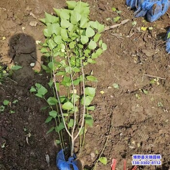 江苏大田苗黄栌多少钱合适-红叶黄栌-丛生黄栌苗圃