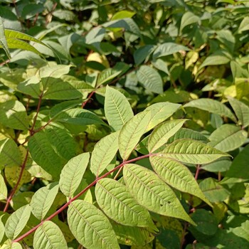 桓仁紅松樹苗、果松四年苗