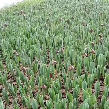 郁金香杯苗公園花海綠化花期長易種植