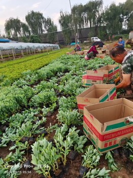 八宝景天大辰基地直供景天小苗耐寒耐盐碱布置花坛花境