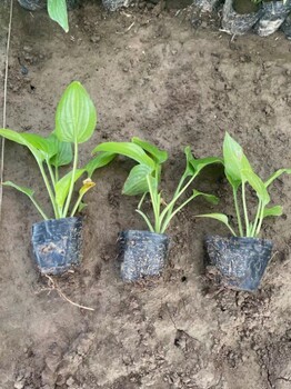 玉簪種植基地批發(fā)供應(yīng)宿根地被植物植株叢密