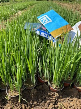 青州黃菖蒲種植批發(fā)基地