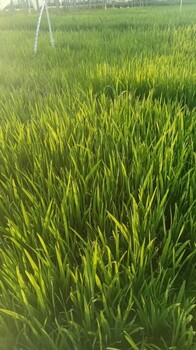 黃菖蒲供應(yīng)商