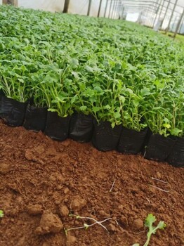地被菊出售綠化種植對土壤要求不嚴(yán)易栽植庭院美化用苗