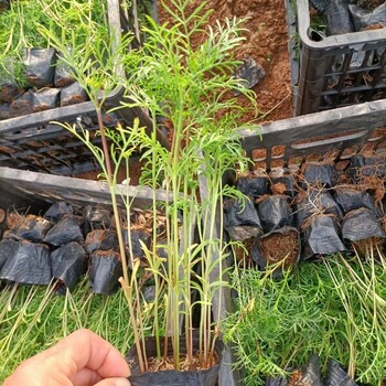 青州波斯菊種植基地