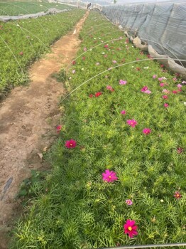 青州波斯菊種植基地
