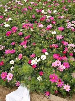 青州波斯菊種植基地