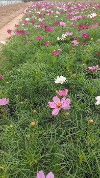 波斯菊格?；ㄏ矞嘏柟庖荒晟蚨嗄晟荼舅薷参?>
                        </div>
                        <div   class=