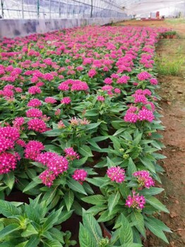 繁星花種植批發基地