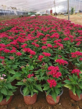 繁星花種植批發基地