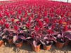 山東青州雞冠花種植批發基地