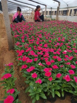 綠化草花供應(yīng)基地