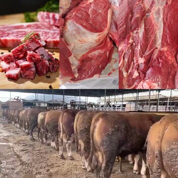 肉牛出欄太肥怎么辦！