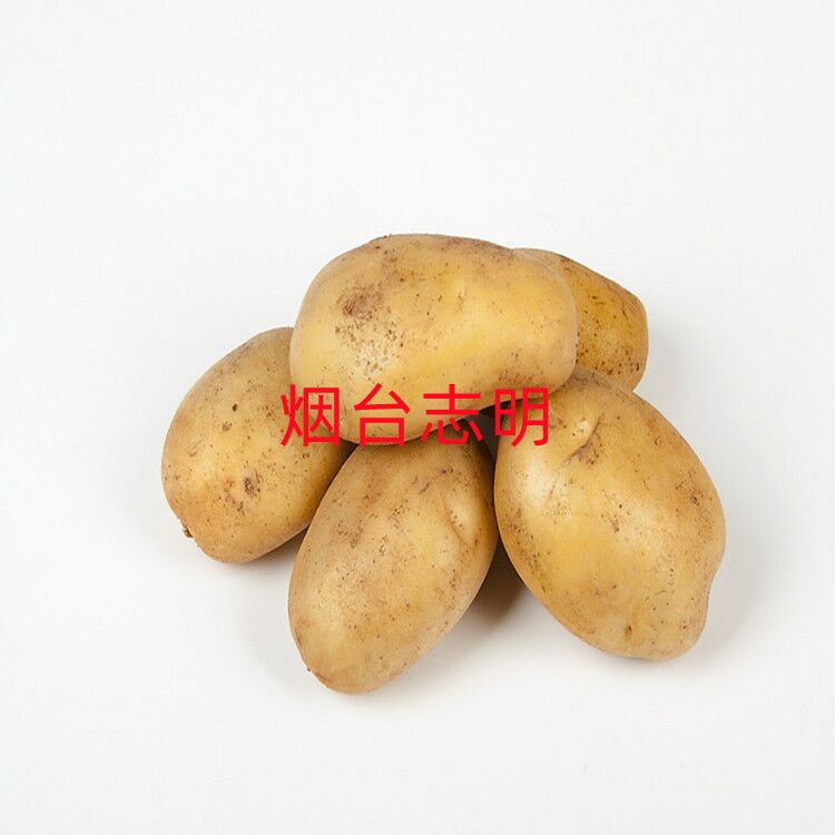 土豆1.jpg