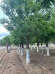 绿化乔木20公分国槐树多少钱