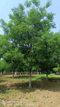 15公分國(guó)槐行道樹(shù)好栽易活全國(guó)發(fā)貨