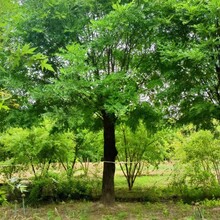 湿地绿化18公分皂角树价格批量出售18公分皂角树