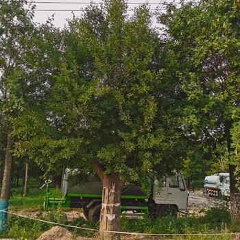 造景造景樹40公分皂角樹價格