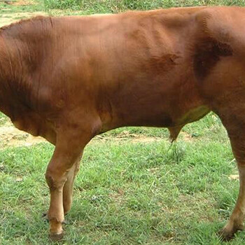 贵州黄牛多少钱一头纯种鲁西黄牛现在价格哪里有肉牛养殖场