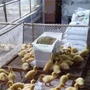 肉鴨料箱廠家鴨料箱鴨子槽