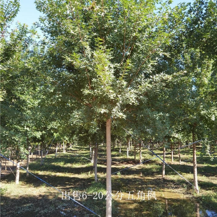 IMG_20200916_093008苗木.jpg