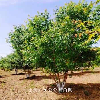 五角楓價(jià)格表-來電詳詢-公司加農(nóng)戶