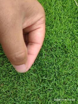 四季常綠的草坪濟(jì)寧草皮