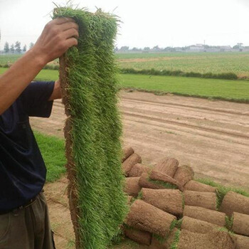 石家庄草坪种植基地衡水草皮销售