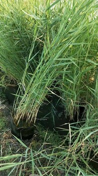 14-16盆栽蘆葦苗每盆10-20棵高度50-120厘米