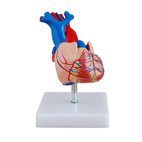 醫博心臟結構解剖模型-心臟解剖模型-心臟結構模型BIX-A1068