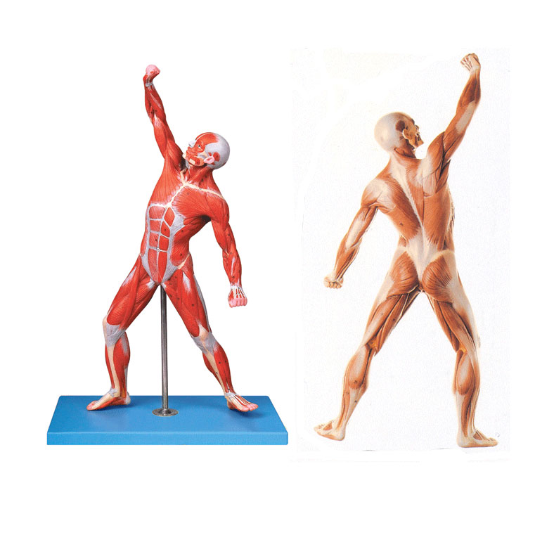 人体运动肌肉解剖模型-人体肌肉模型BIX-A1099