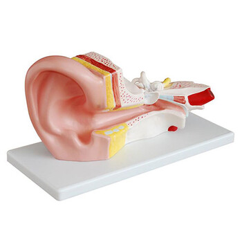 医博中耳解剖结构模型-中耳结构示教模型-中耳解剖模型BIX-A1058