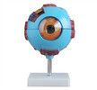 醫博眼球放大模型-眼球結構模型-眼球模型BIX-A1061