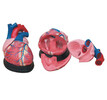 醫博心臟解剖模型-心臟放大模型-心臟結構示教模型BIX-A1067
