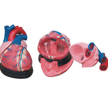 医博心脏解剖模型-心脏放大模型-心脏结构示教模型BIX-A1067