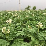 新疆烏魯木齊供應法國愛森農林保水劑廠家銷售